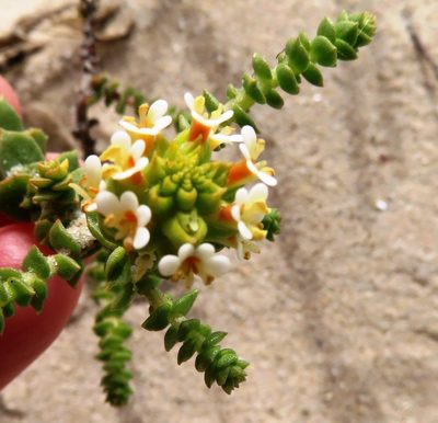 Hebenstretia cordata, photographed by linkie