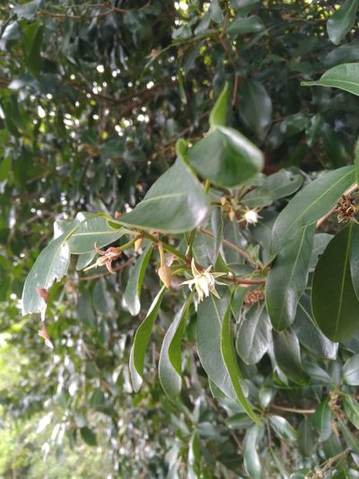 Mimusops obovata, photographed by Rosemary Harrison