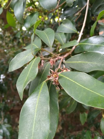 Mimusops obovata, photographed by Rosemary Harrison