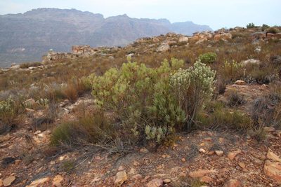 Protea acuminata, photographed by Tony Rebelo
