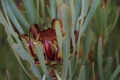 Protea acuminata, photographed by Tony Rebelo