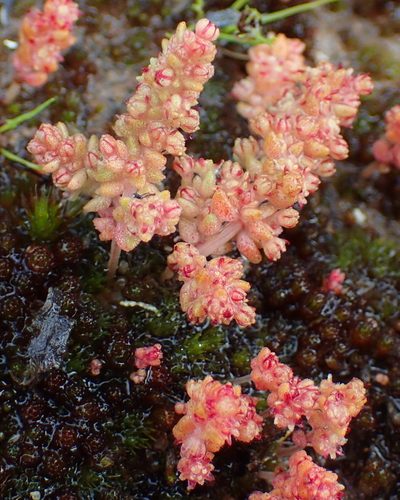 Crassula thunbergiana, photographed by Nicola van Berkel