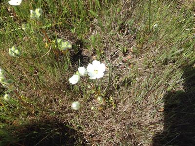 Limnanthes alba, photographed by Rosie Yacoub