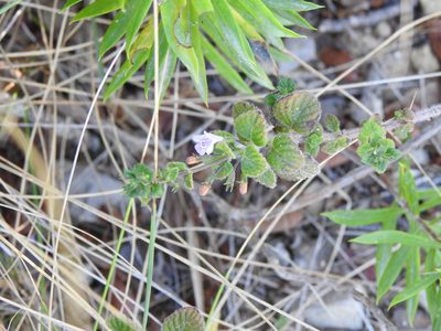 Clinopodium nepeta, photographed by Duarte Frade