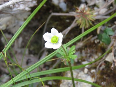 Anemone parviflora, photographed by Erin Springinotic