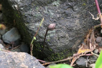 Aeginetia indica, photographed by Dinesh Valke