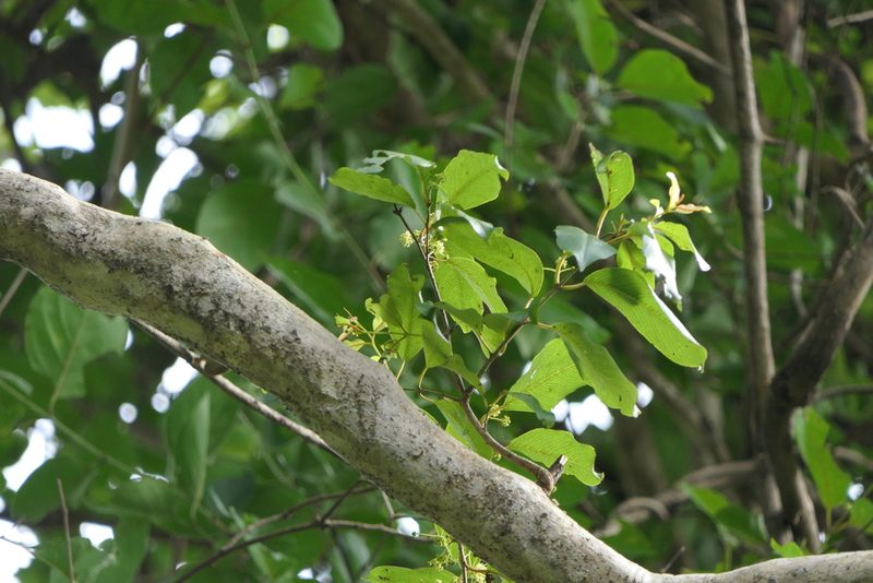 Terminalia anogeissiana, photographed by Dinesh Valke