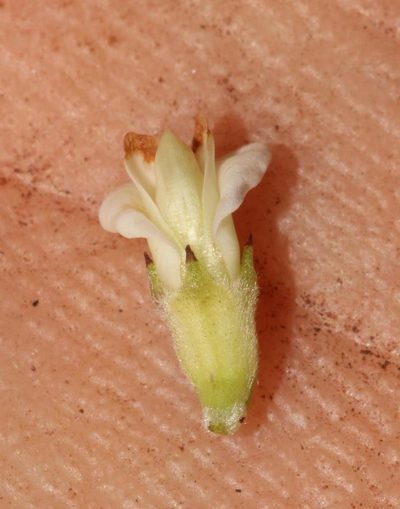 Aspalathus incurvifolia, photographed by Brian du Preez