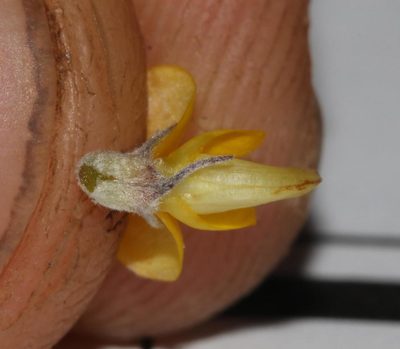 Aspalathus candidula, photographed by Brian du Preez