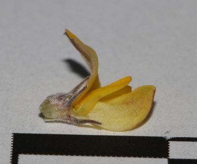 Aspalathus candidula, photographed by Brian du Preez