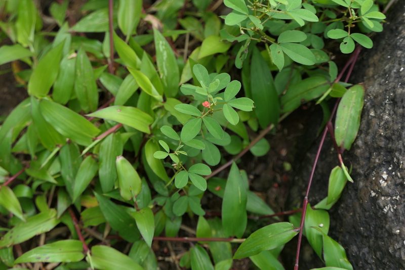 Indigofera prostrata, photographed by Dinesh Valke