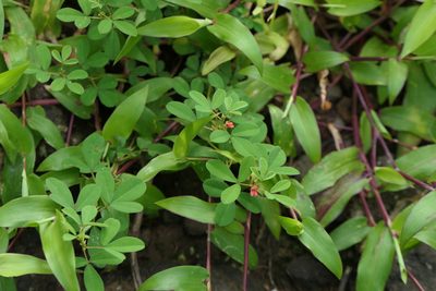 Indigofera prostrata, photographed by Dinesh Valke