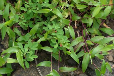 Indigofera prostrata, photographed by Dinesh Valke