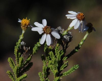 Eumorphia dregeana, photographed by Tony Rebelo