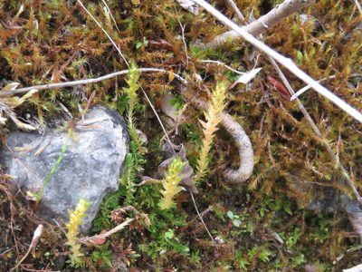 Selaginella spinulosa, photographed by Erin Springinotic