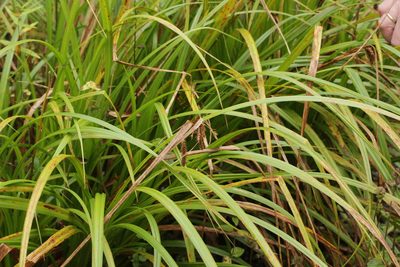 Carex pseudocyperus, photographed by Björn Sothmann