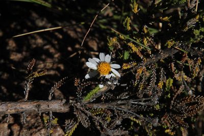 Eumorphia dregeana, photographed by Tony Rebelo