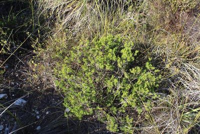 Xiphotheca rosmarinifolia, photographed by Brian du Preez