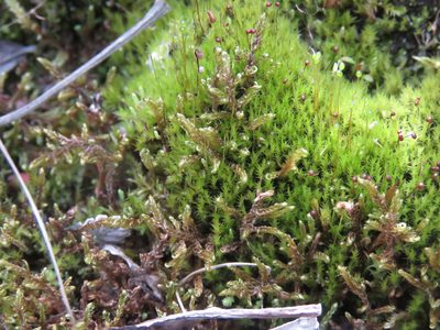 Catoscopium nigritum, photographed by Erin Springinotic