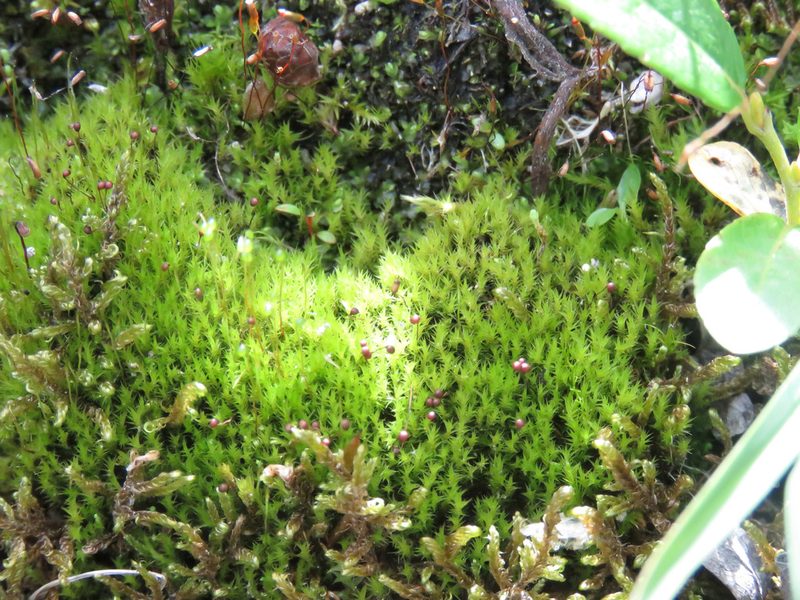 Catoscopium nigritum, photographed by Erin Springinotic