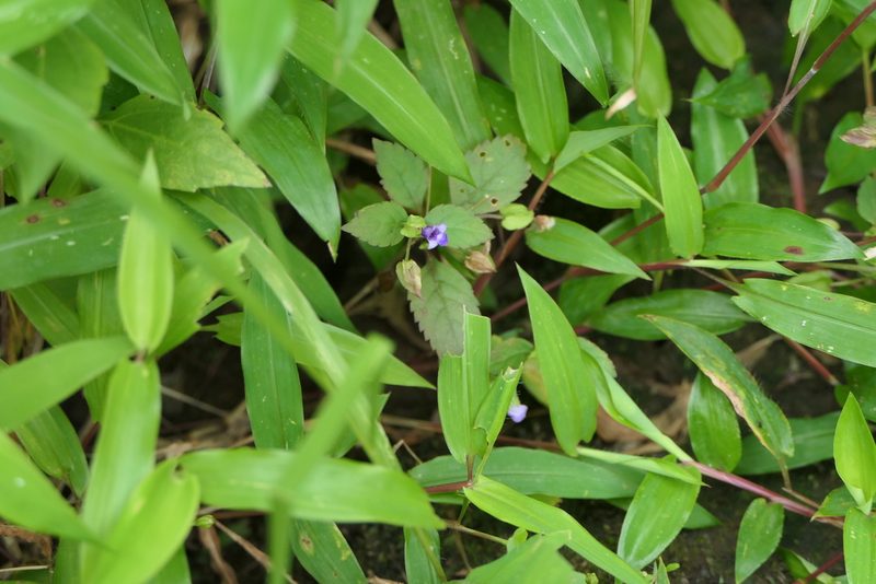 Torenia indica, photographed by Dinesh Valke