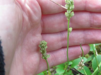 Tofieldia pusilla, photographed by Erin Springinotic