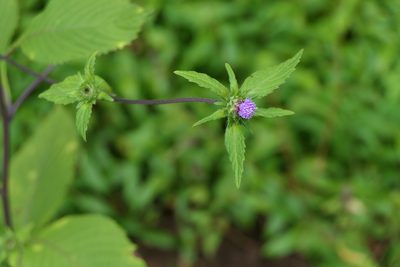 Phyllocephalum scabridum, photographed by Dinesh Valke