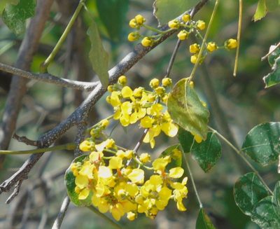 Tetrapterys mexicana, photographed by Francisco Farriols Sarabia