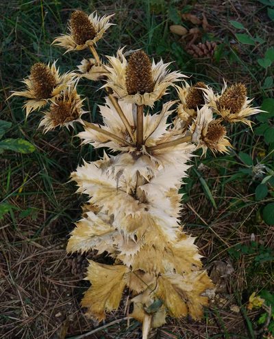 Eryngium giganteum, photographed by Patrick Hacker