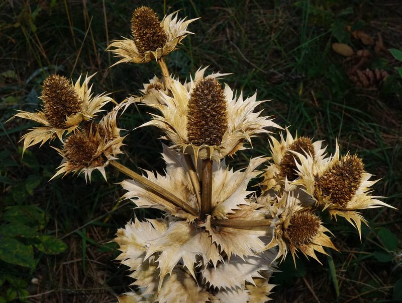 Eryngium giganteum, photographed by Patrick Hacker