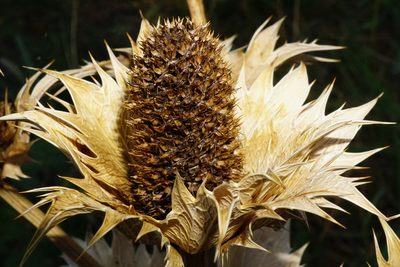 Eryngium giganteum, photographed by Patrick Hacker