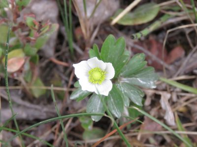 Anemone parviflora, photographed by Erin Springinotic
