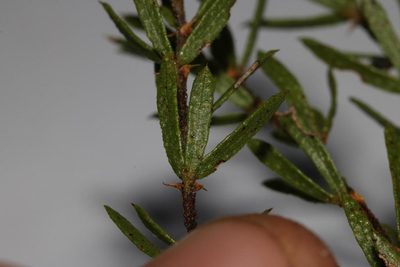 Psoralea curtisiae, photographed by Brian du Preez