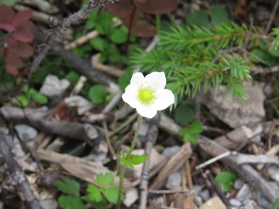 Anemone parviflora, photographed by Erin Springinotic