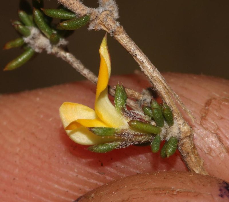 Aspalathus microlithica, photographed by Brian du Preez