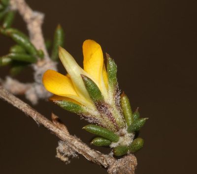 Aspalathus microlithica, photographed by Brian du Preez