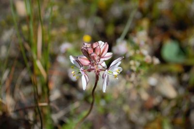 Tenicroa exuviata, photographed by Sean Privett
