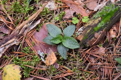 Goodyera repens, photographed by Игорь Васильев