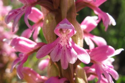 Satyrium erectum, photographed by djsc0