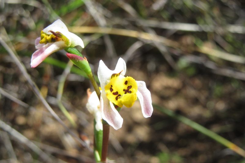Disa flexuosa, photographed by djsc0
