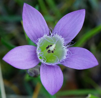 Gentianella austriaca, photographed by Patrick Hacker