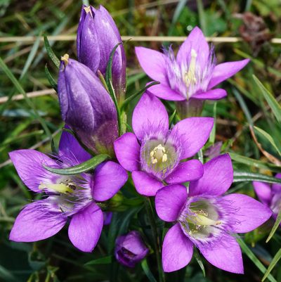 Gentianella austriaca, photographed by Patrick Hacker