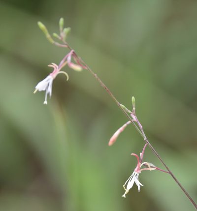 Oenothera filipes, photographed by Lauren McLaurin