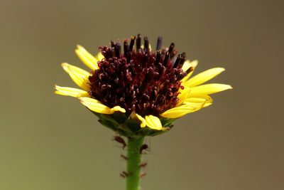 Helianthus heterophyllus, photographed by Lauren McLaurin