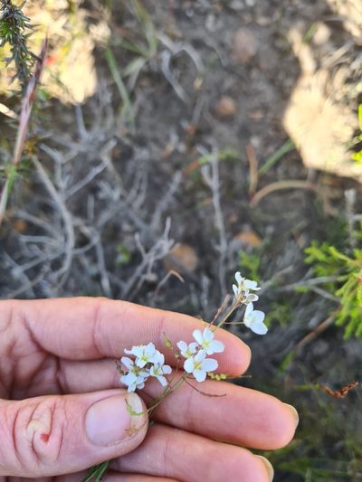 Heliophila pusilla, photographed by Rebecca Dames
