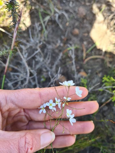 Heliophila pusilla, photographed by Rebecca Dames