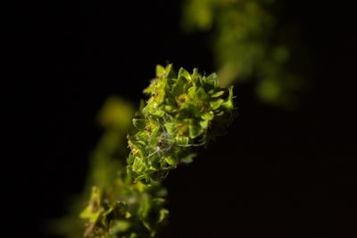 Alchemilla propinqua, photographed by Вячеслав Юсупов