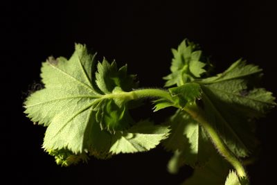 Alchemilla baltica, photographed by Вячеслав Юсупов