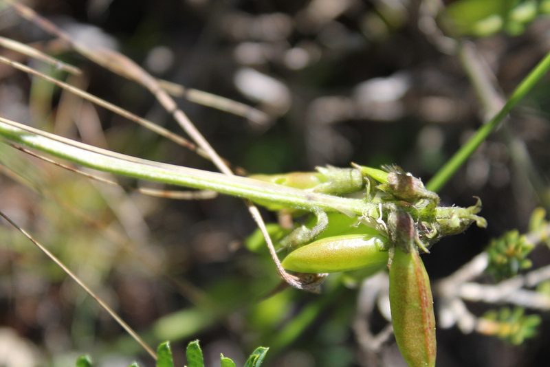 Lessertia miniata, photographed by Sean Privett