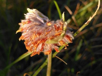 Anthyllis montana, photographed by Yves Bas